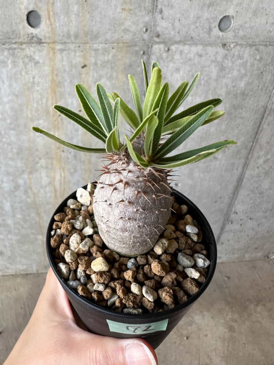 【現品限り】パキポディウム・グラキリス【D72】 Pachypodium gracilius