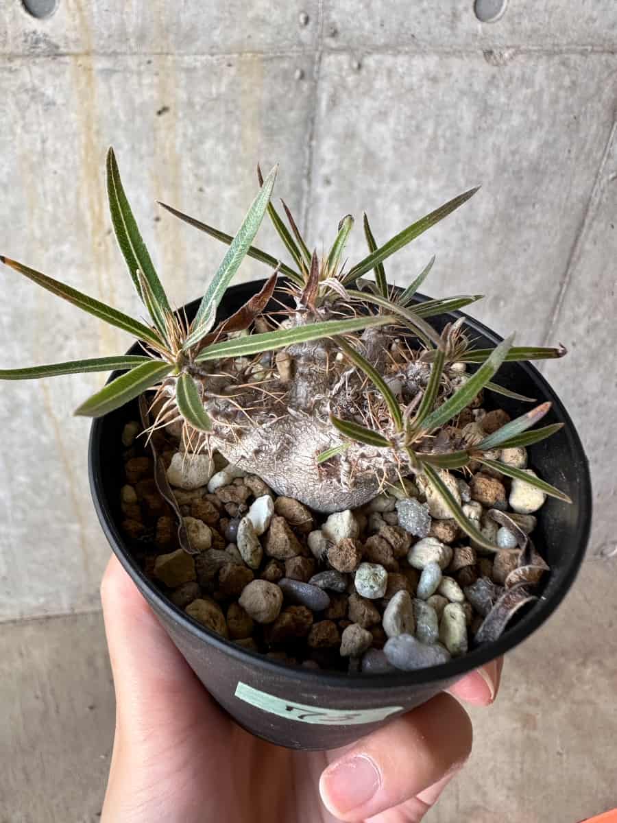 【現品限り】パキポディウム・グラキリス【D73】 Pachypodium gracilius