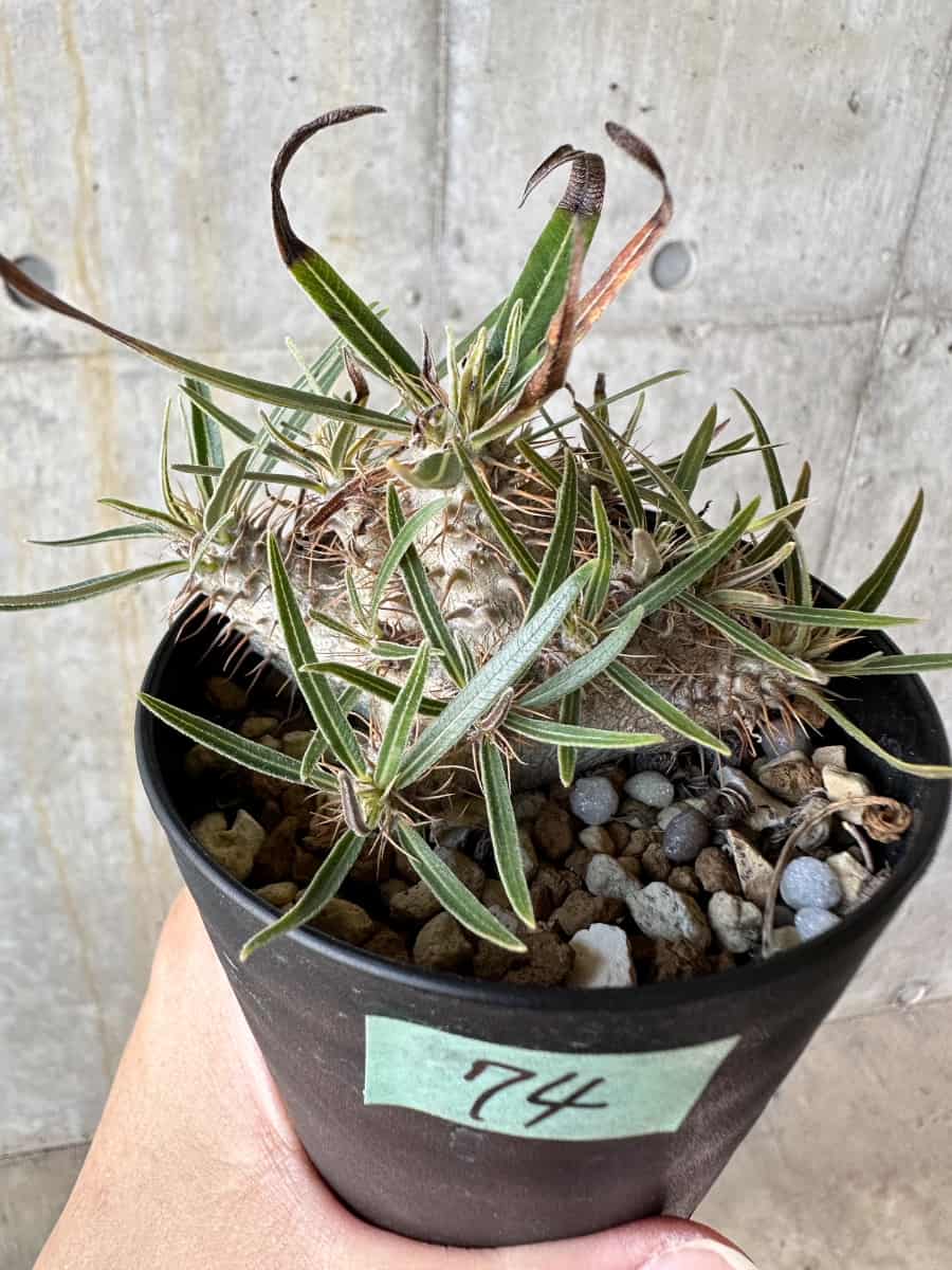 【現品限り】パキポディウム・グラキリス【D74】 Pachypodium gracilius