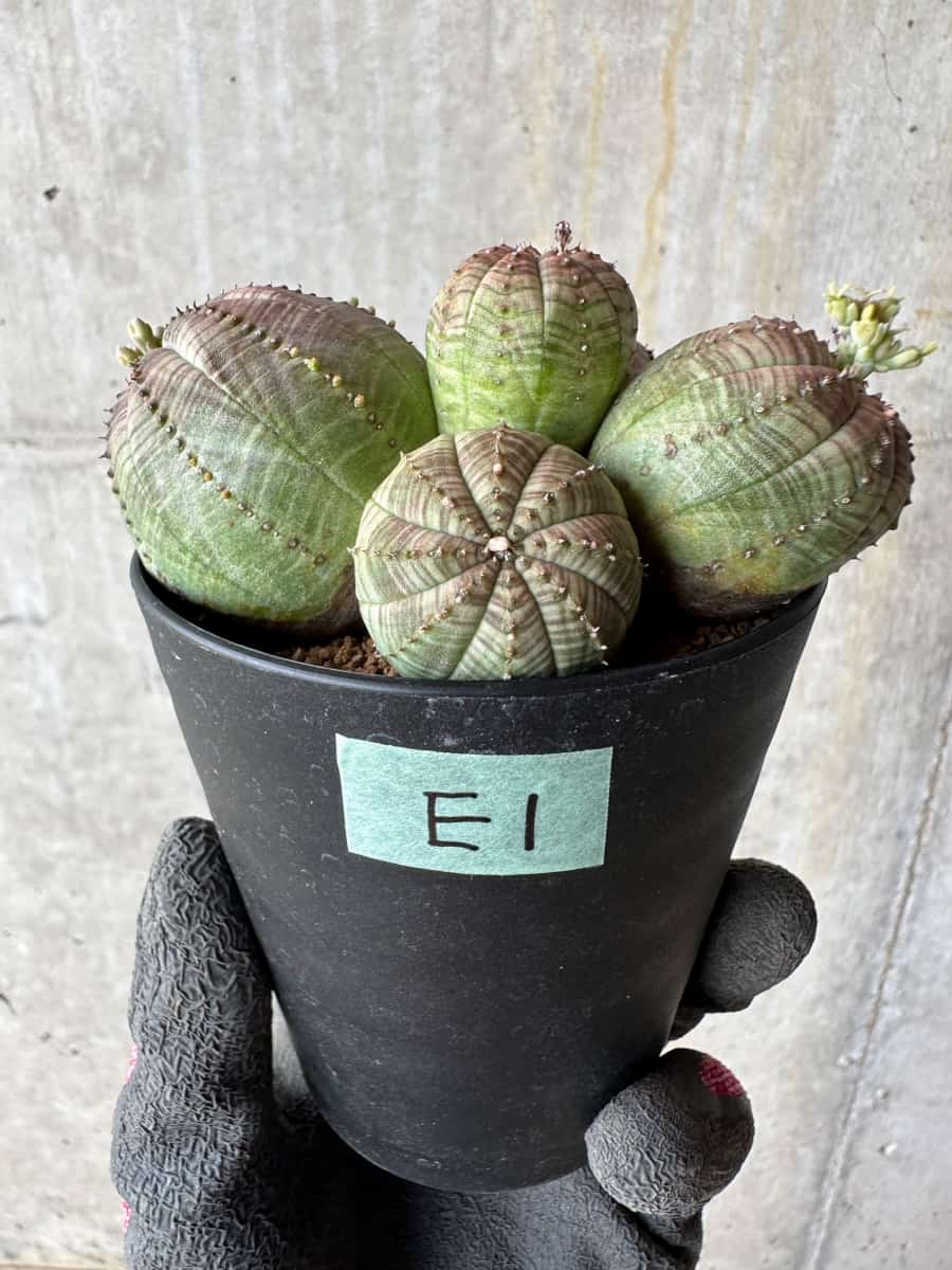 現品限り】ユーフォルビア・オベサ 多頭【E1】 Euphorbia obesa 塊根