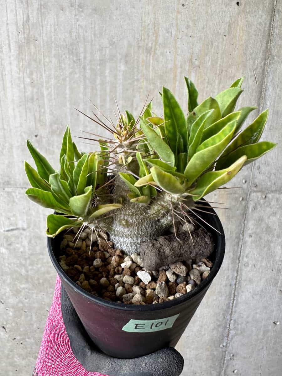【現品限り】パキポディウム・サンデルシー 白馬城【E101】 Pachypodium saundersii