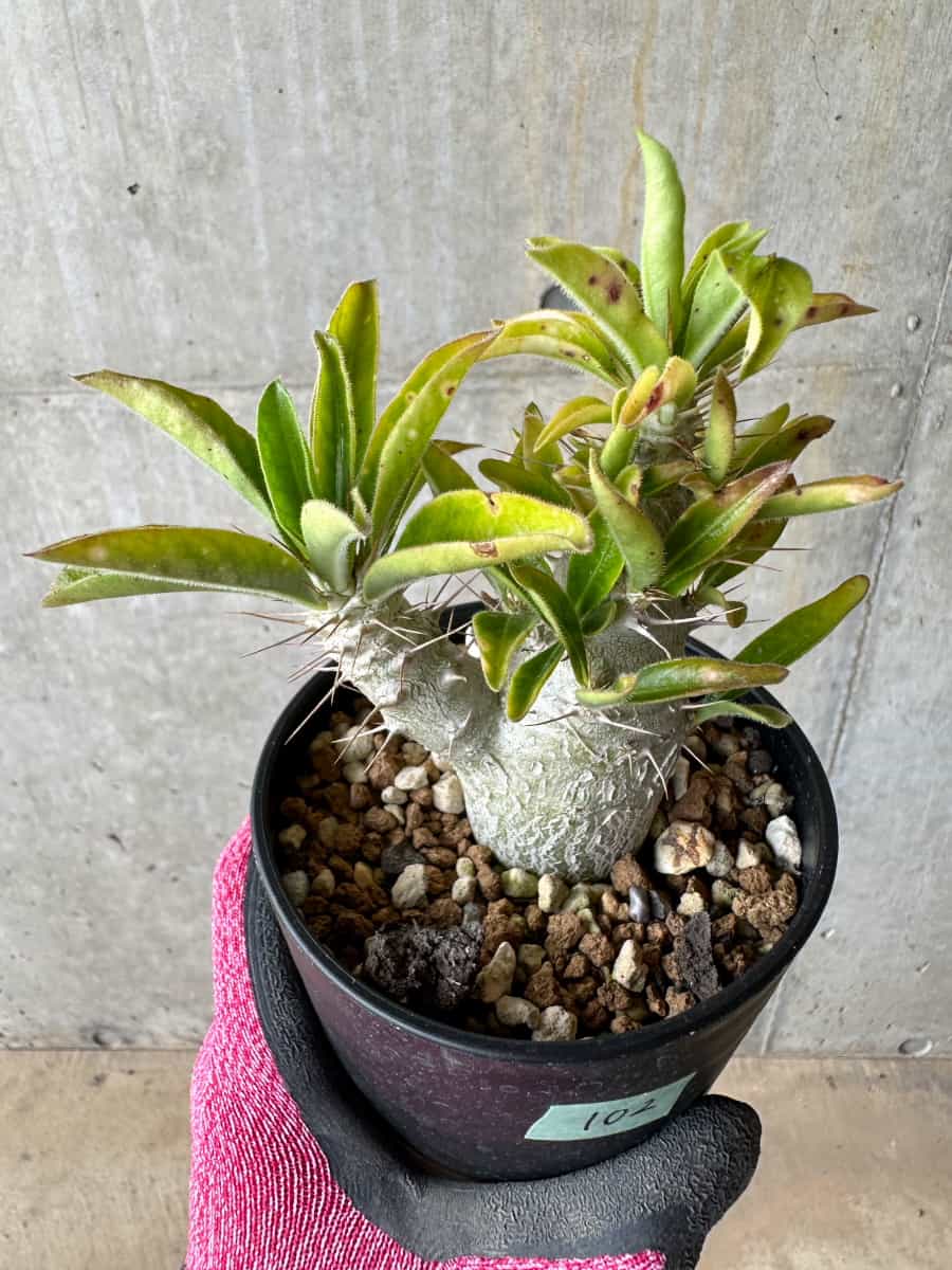 【現品限り】パキポディウム・サンデルシー 白馬城【E102】 Pachypodium saundersii