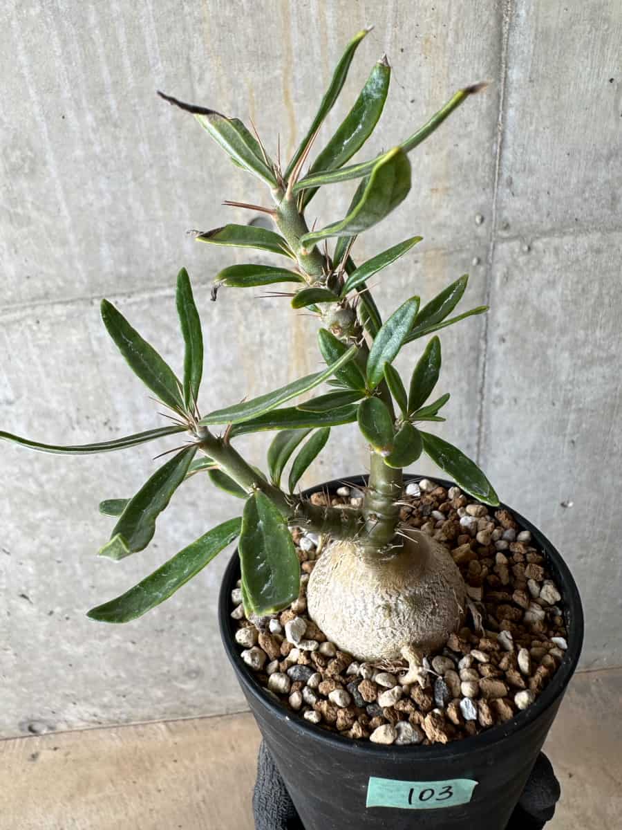 【現品限り】パキポディウム・サキュレンタム【E103】 Pachypodium succulentum