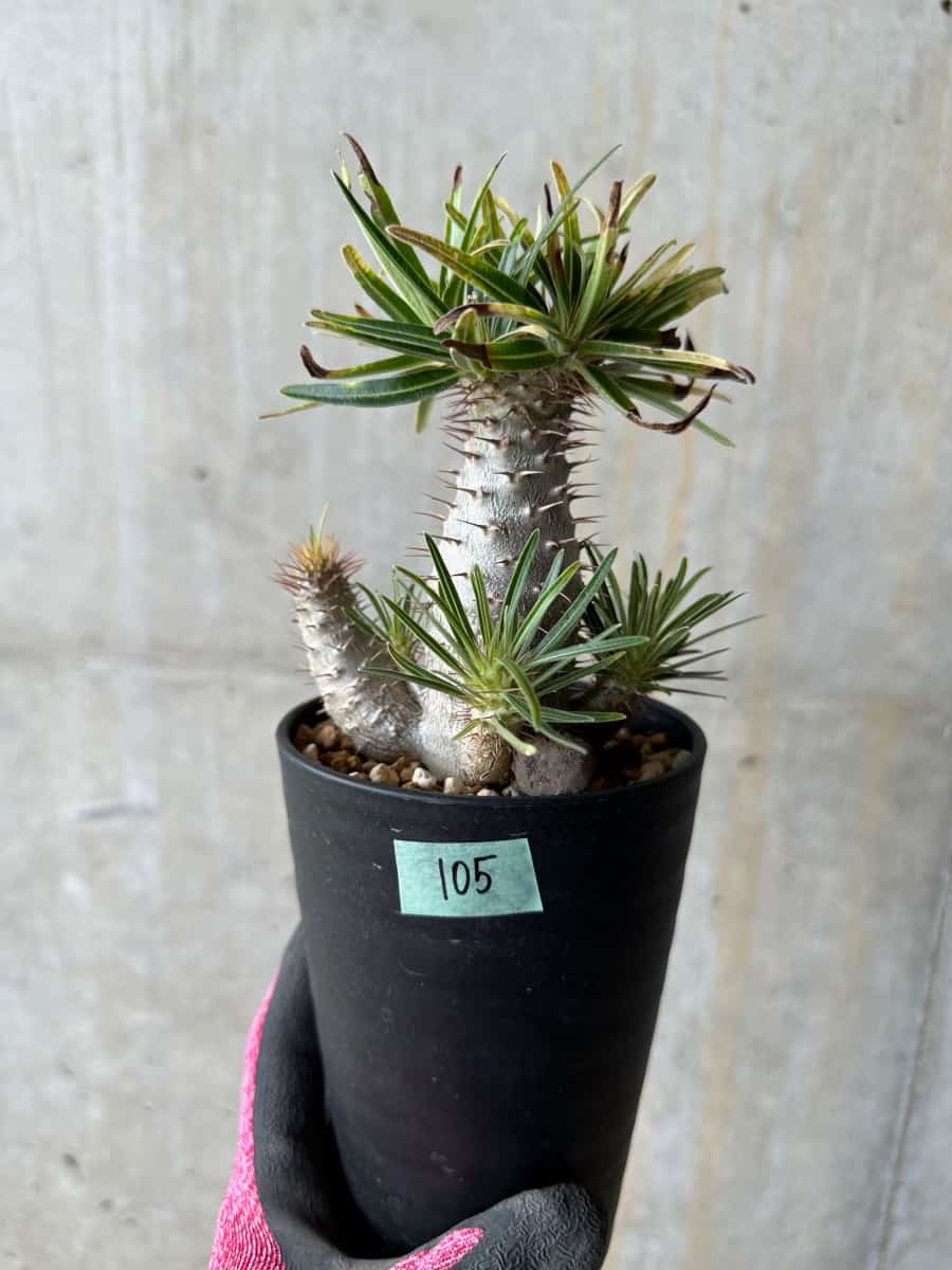 現品限り】パキポディウム・グラキリス【E105】 Pachypodium gracilius