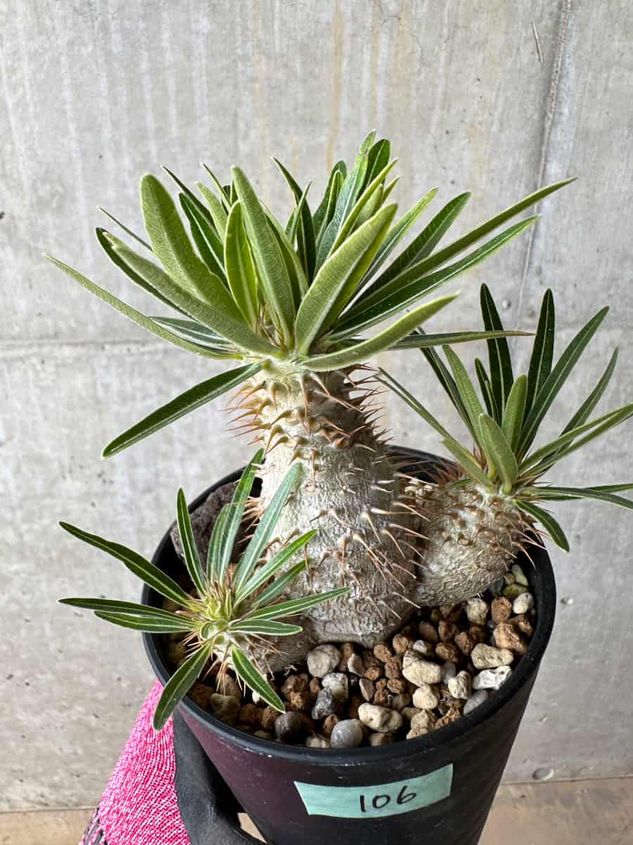 【現品限り】パキポディウム・グラキリス【E106】 Pachypodium gracilius