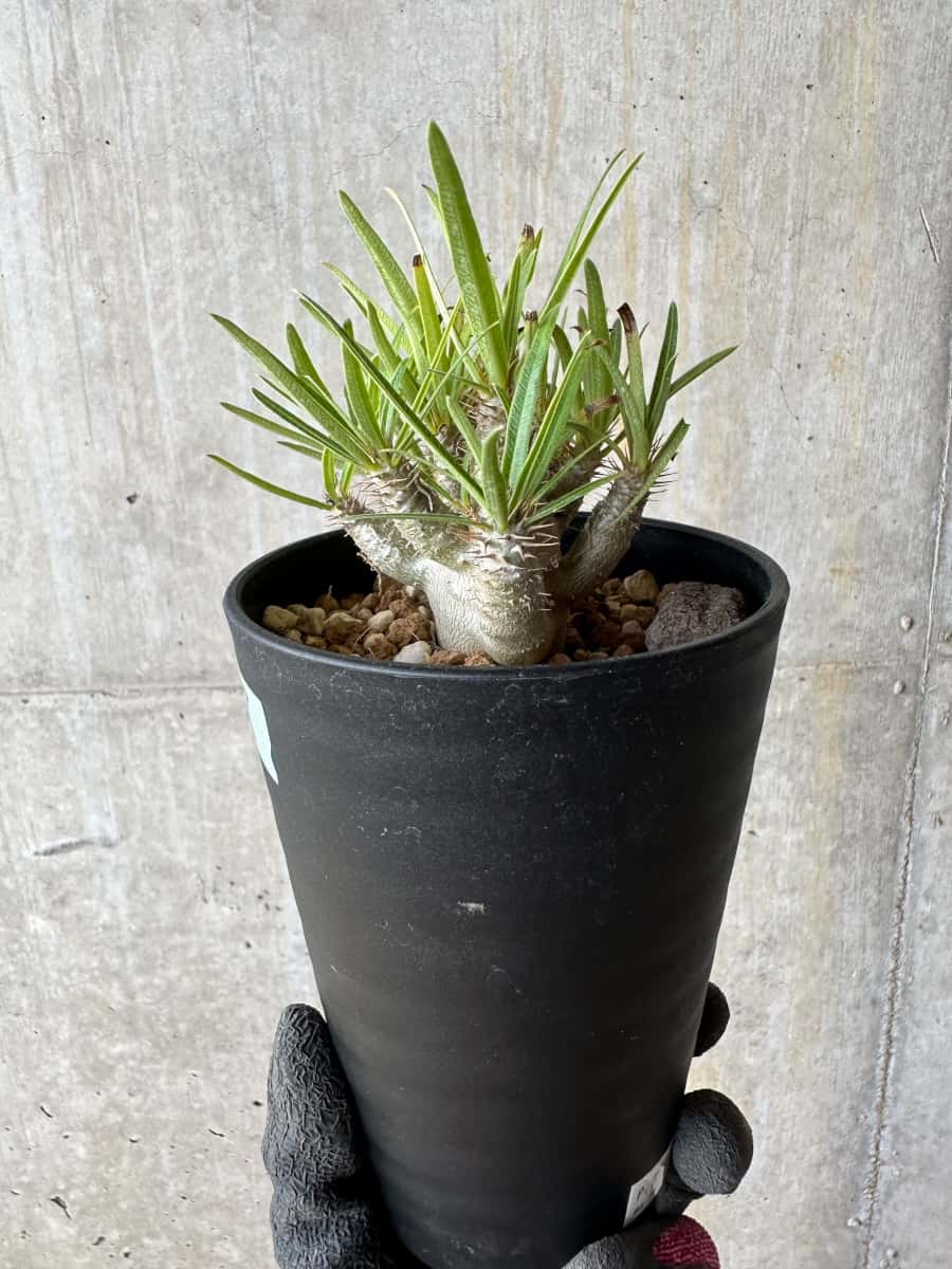 【現品限り】パキポディウム・グラキリス【E107】 Pachypodium gracilius