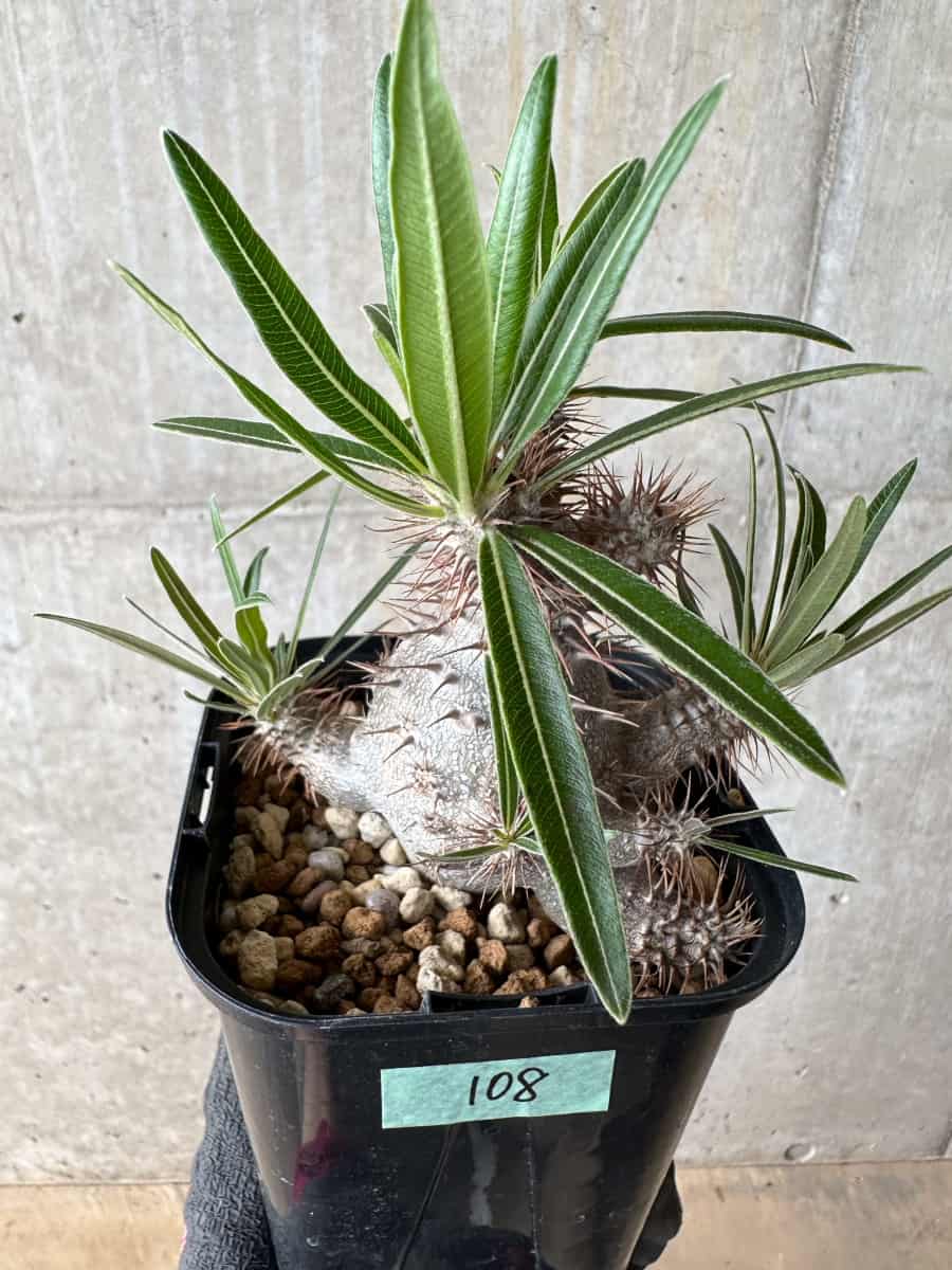 【現品限り】パキポディウム・グラキリス【E108】 Pachypodium gracilius