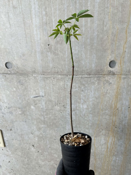 【現品限り】Chorisia insignis【E10】 Chorisia insignis
