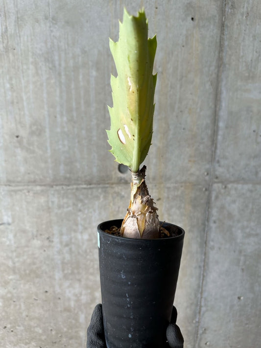 【現品限り】キフォステンマ・バイネシー【E111】 Cyphostemma bainesii