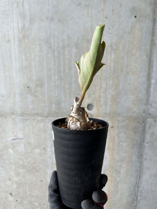 【現品限り】キフォステンマ・バイネシー【E112】 Cyphostemma bainesii