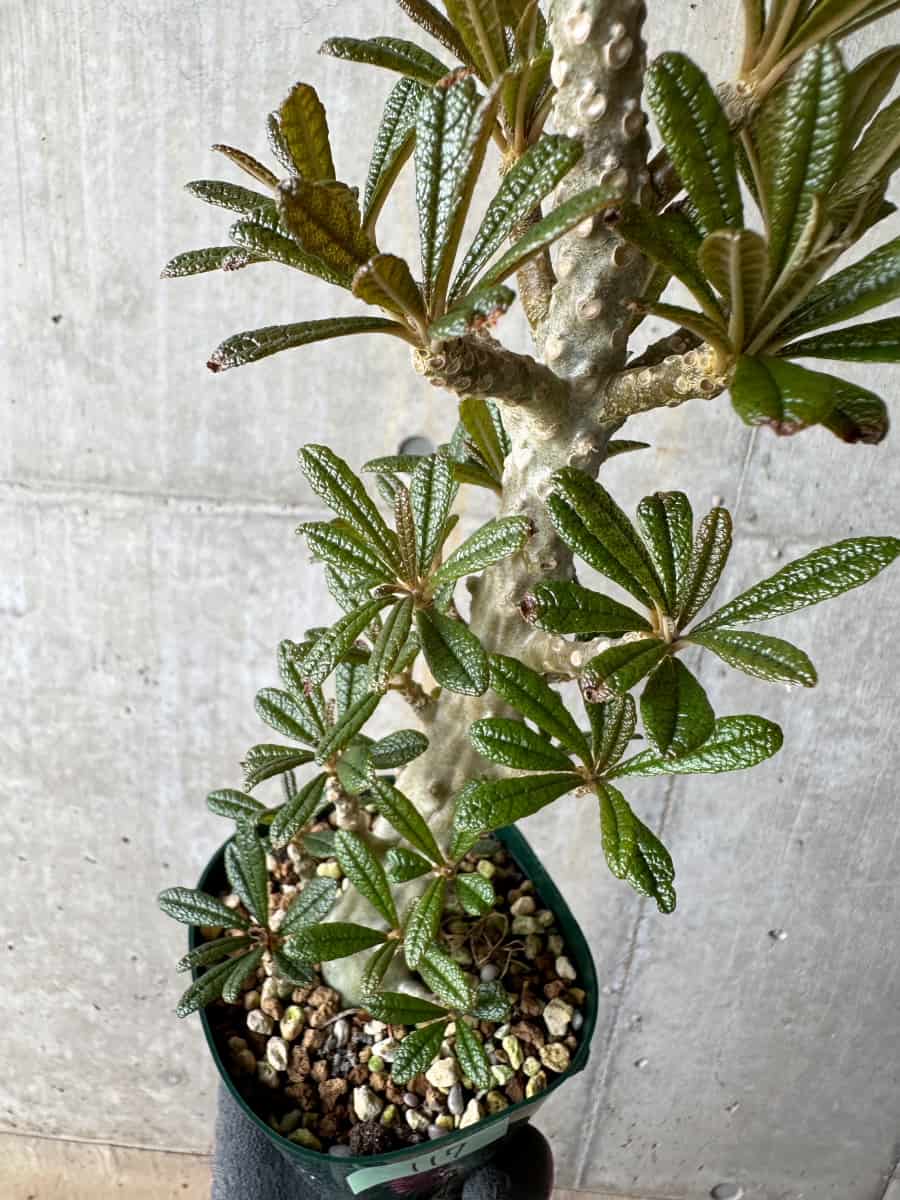 【現品限り】ドルステニア・ギガス 花がよく咲く親から挿し木 活着済み【E117】 Dorstenia gigas