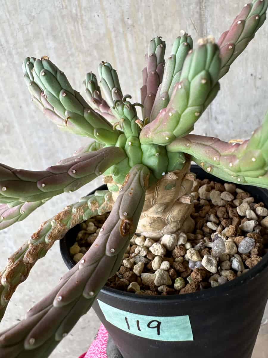 【現品限り】ユーフォルビア・カプトメデューサ 天荒竜【E119】 Euphorbia caput-medusae