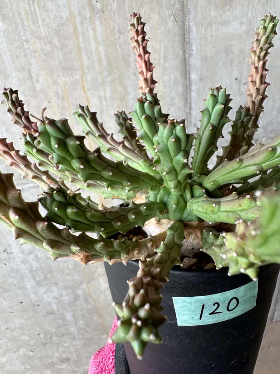 【現品限り】ユーフォルビア・カプトメデューサ 天荒竜【E120】 Euphorbia caput-medusae