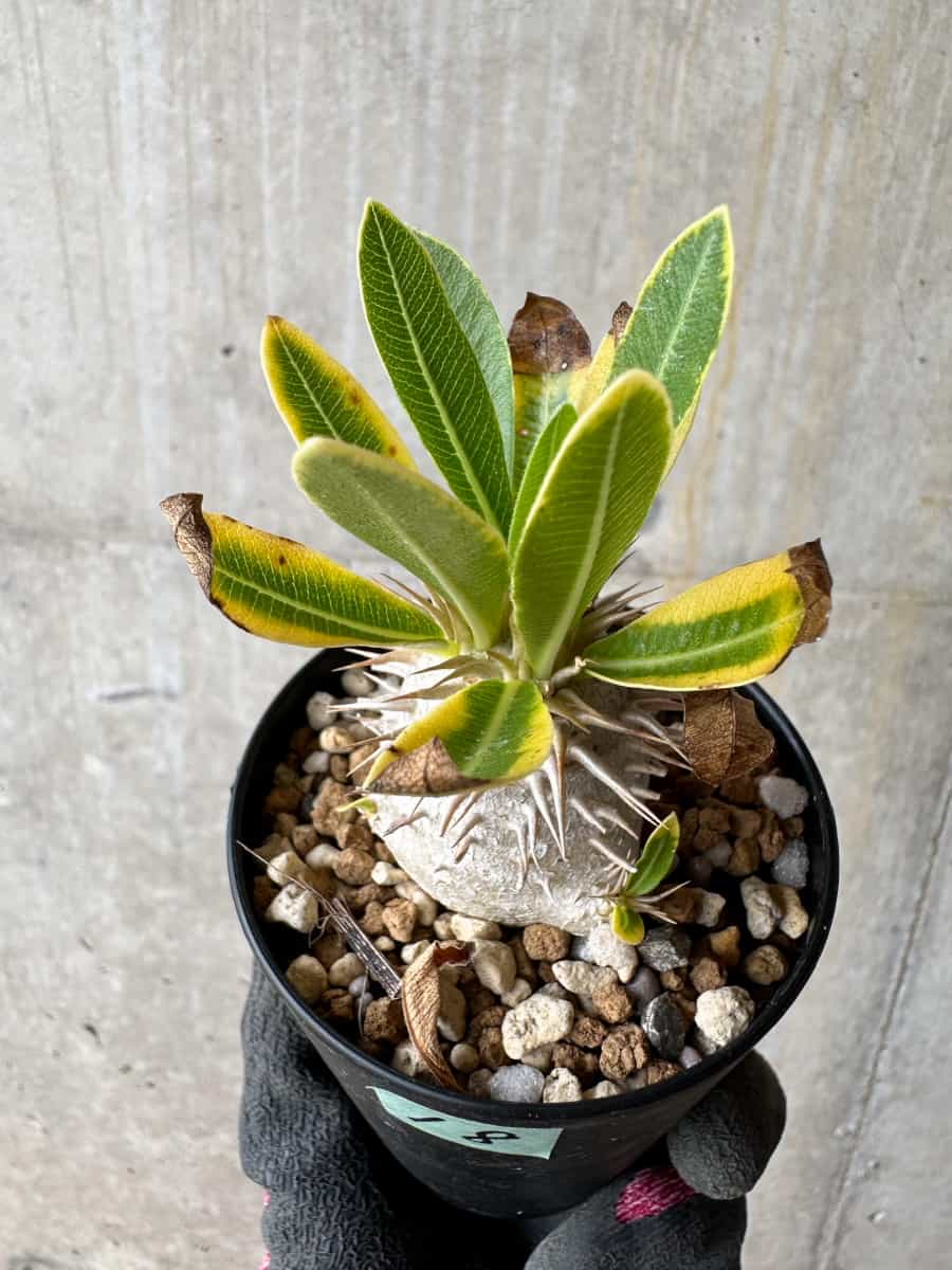 【現品限り】パキポディウム・恵比寿笑い 白花【E18】 Pachypodium brevicaule leucoxanthum