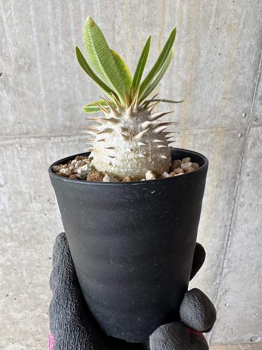 【現品限り】パキポディウム・恵比寿笑い 白花【E19】 Pachypodium brevicaule leucoxanthum