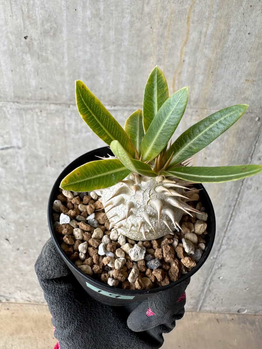 【現品限り】パキポディウム・恵比寿笑い 白花【E19】 Pachypodium brevicaule leucoxanthum