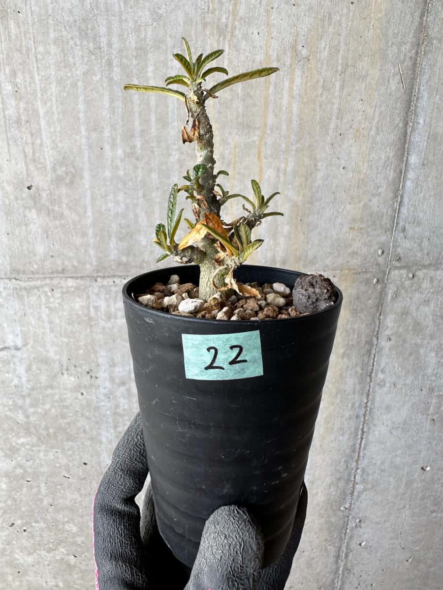 現品限り】ドルステニア・ギガス 実生【E22】 Dorstenia gigas 塊根