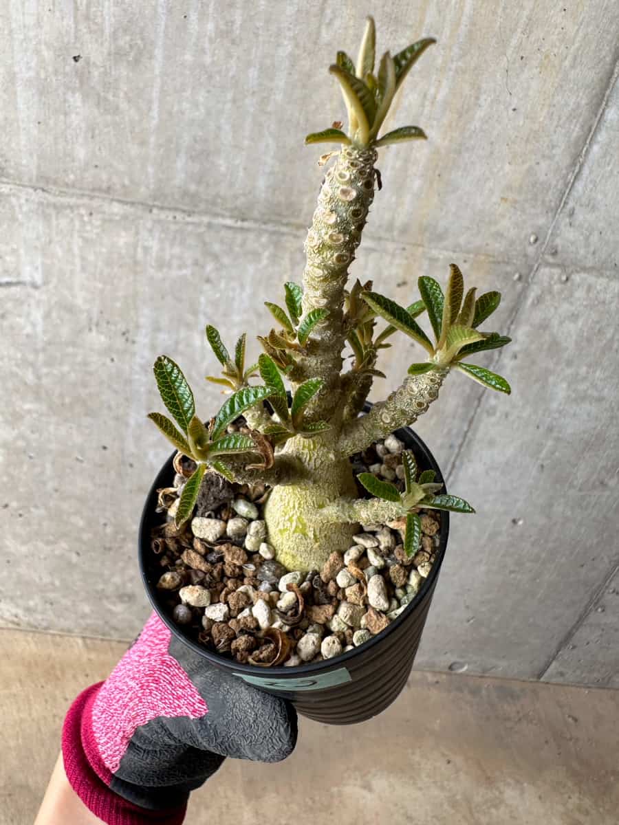 【現品限り】ドルステニア・ギガス 実生【E23】 Dorstenia gigas