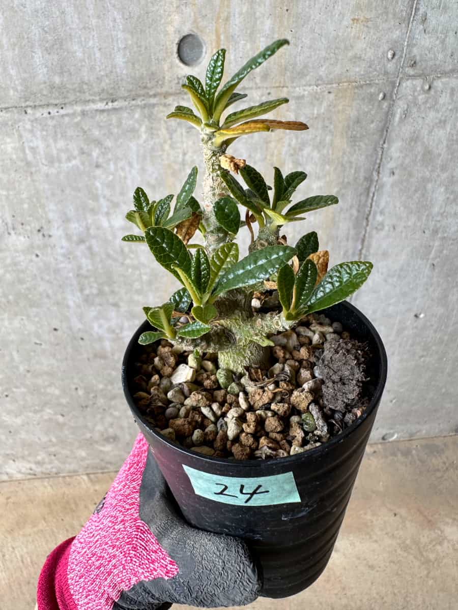 【現品限り】ドルステニア・ギガス 実生【E24】 Dorstenia gigas