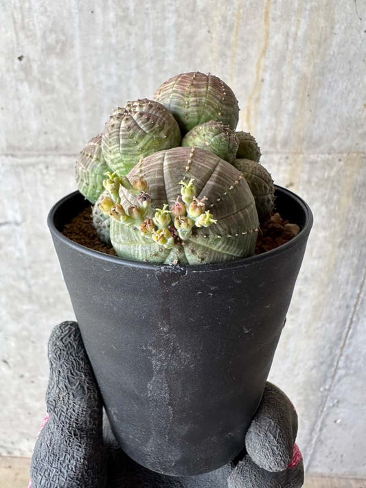 【現品限り】ユーフォルビア・オベサ 多頭【E2】 Euphorbia obesa