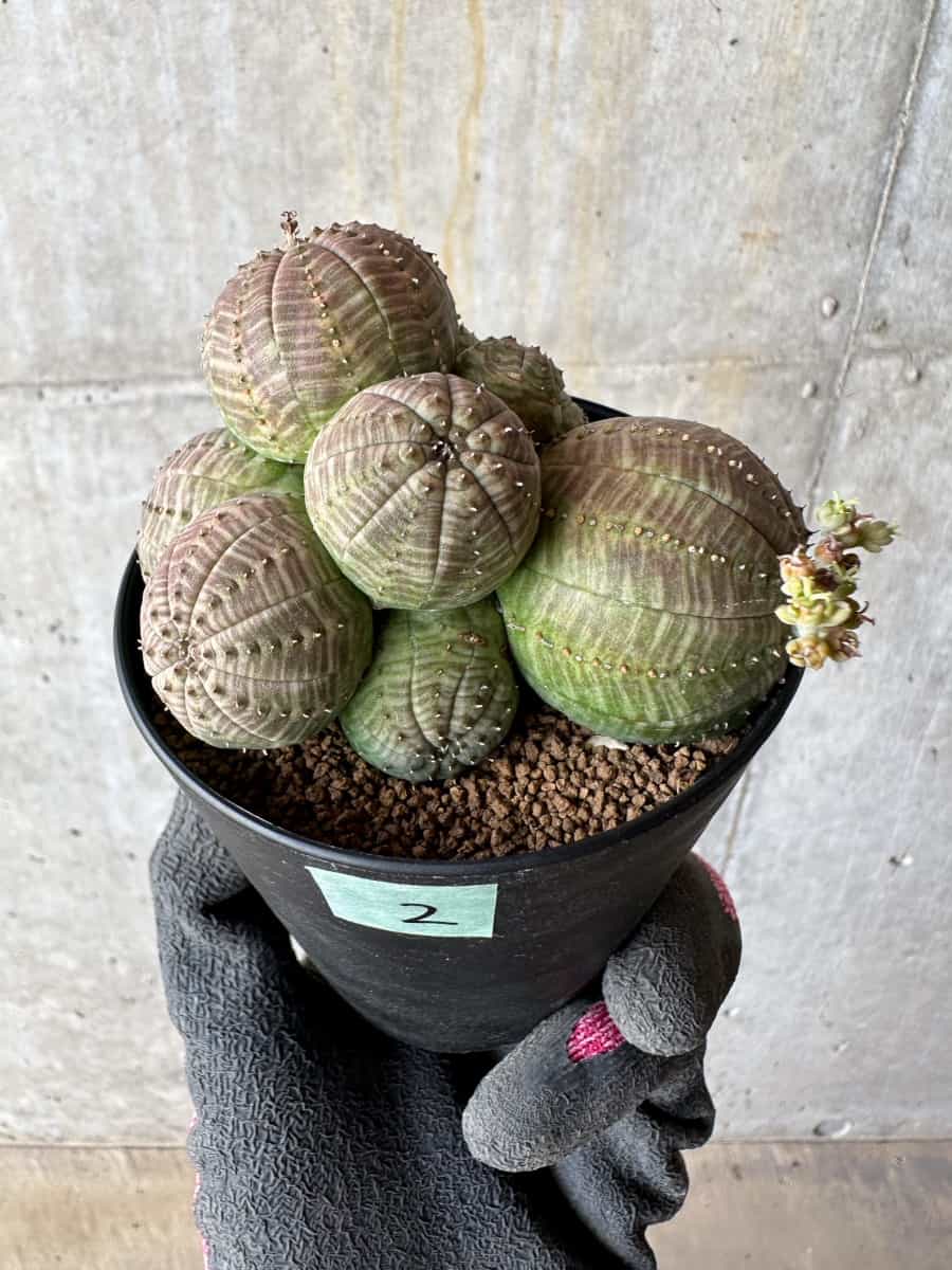 【現品限り】ユーフォルビア・オベサ 多頭【E2】 Euphorbia obesa