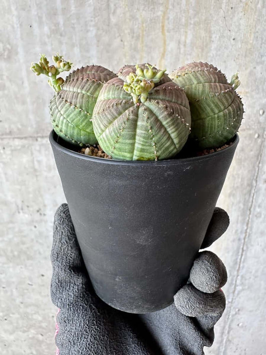 【現品限り】ユーフォルビア・オベサ 多頭【E3】 Euphorbia obesa
