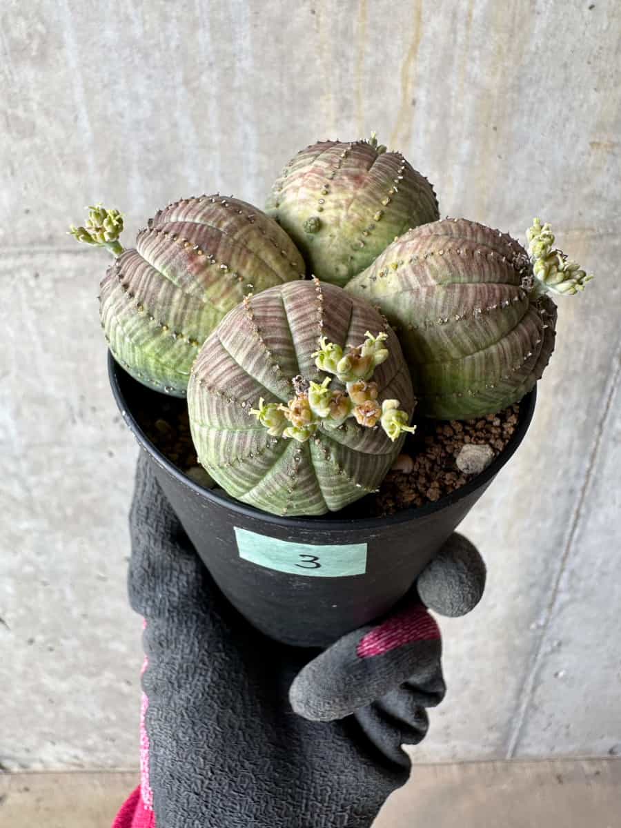 【現品限り】ユーフォルビア・オベサ 多頭【E3】 Euphorbia obesa