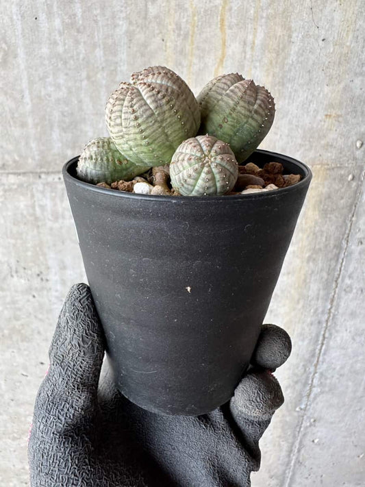 【現品限り】ユーフォルビア・オベサ 多頭【E4】 Euphorbia obesa