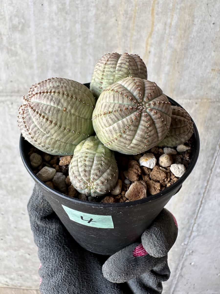 【現品限り】ユーフォルビア・オベサ 多頭【E4】 Euphorbia obesa