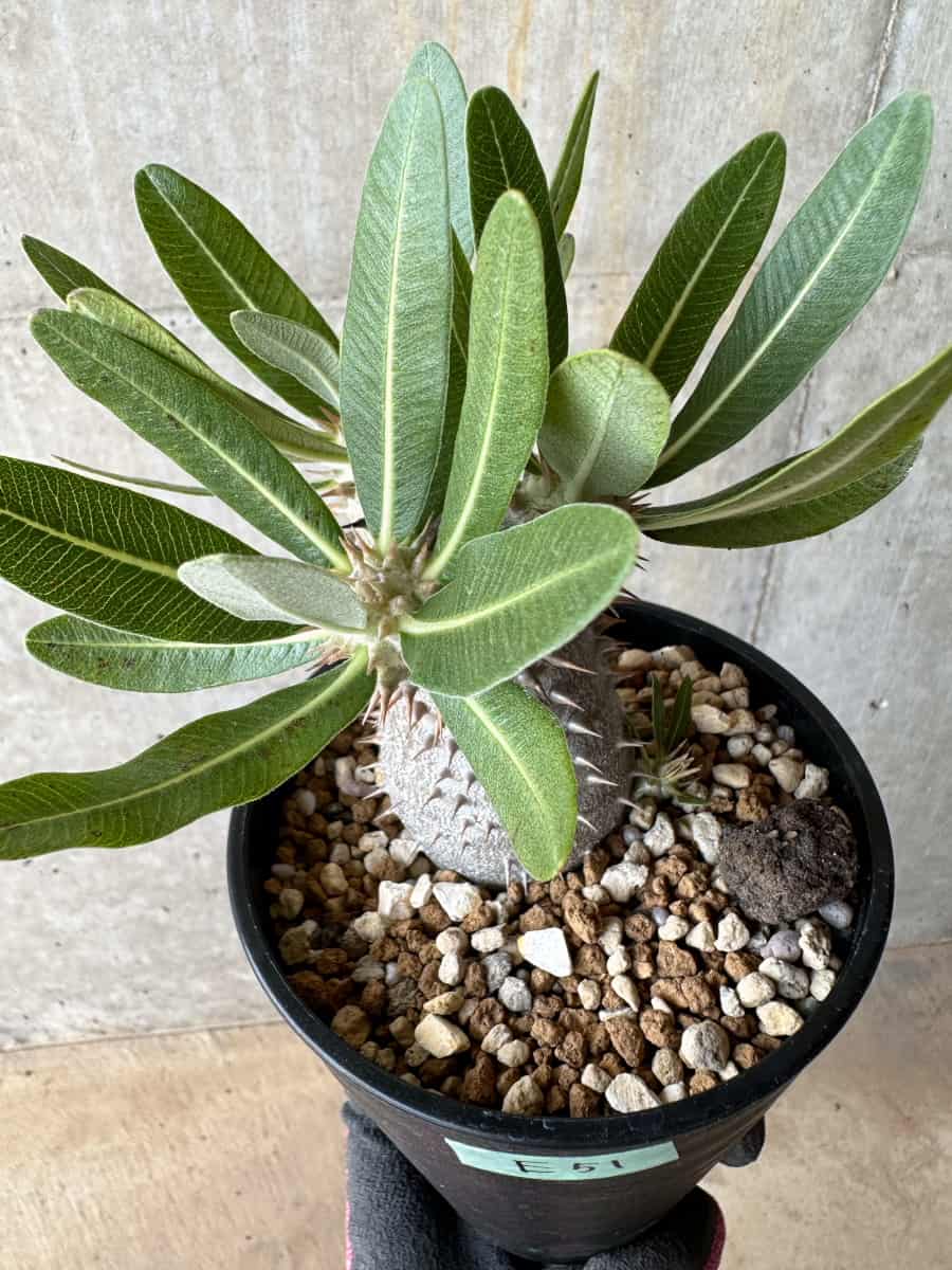 【現品限り】パキポディウム・ロスラーツム 自信作【E51】 Pachypodium rosulatum