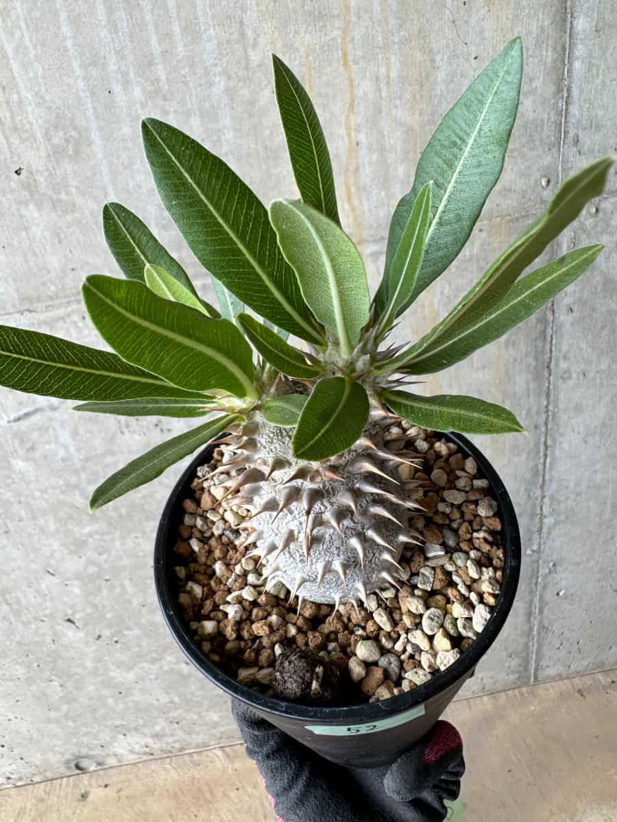 【現品限り】パキポディウム・ロスラーツム【E52】 Pachypodium rosulatum