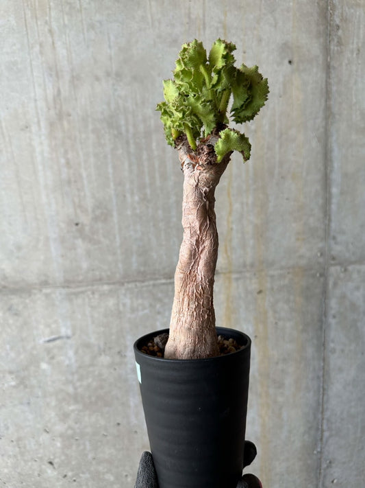 【現品限り】キフォステンマ・ウター(マクロプスではありません)おそらく発根済み【E61】 Cyphostemma uter v uter