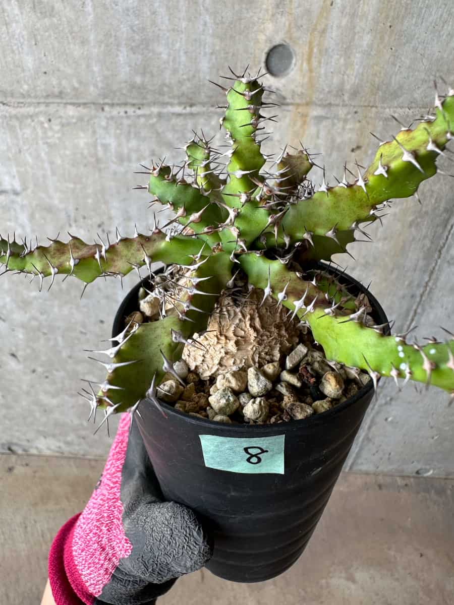 【現品限り】ユーフォルビア・スクアローサ 奇怪ヶ島 2年ほど管理【E8】 Euphorbia squarrosa