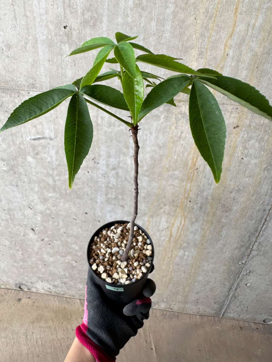 【現品限り】Chorisia insignis【E9】 Chorisia insignis