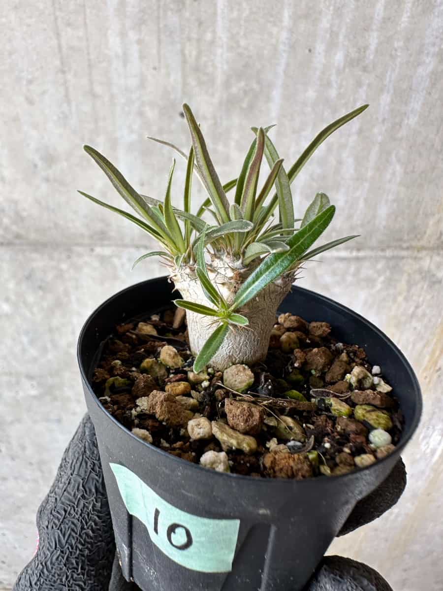 【現品限り】パキポディウム・グラキリス【F10】 Pachypodium gracilius