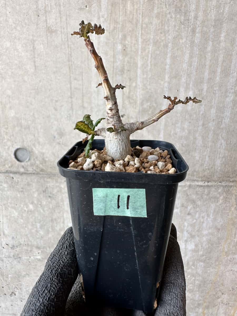 現品限り】ボスウェリア・ナナ【F11】 Boswellia nana 塊根植物