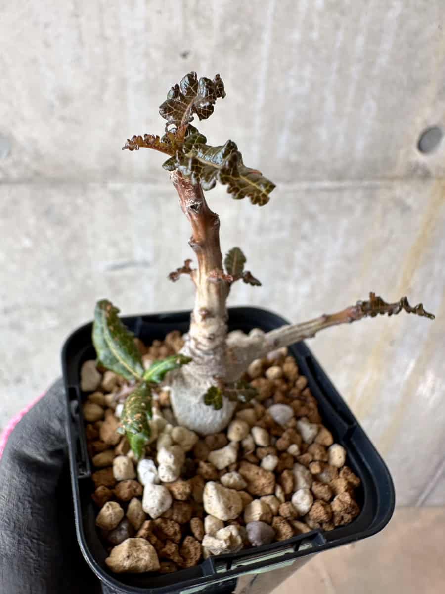 【現品限り】ボスウェリア・ナナ【F11】 Boswellia nana