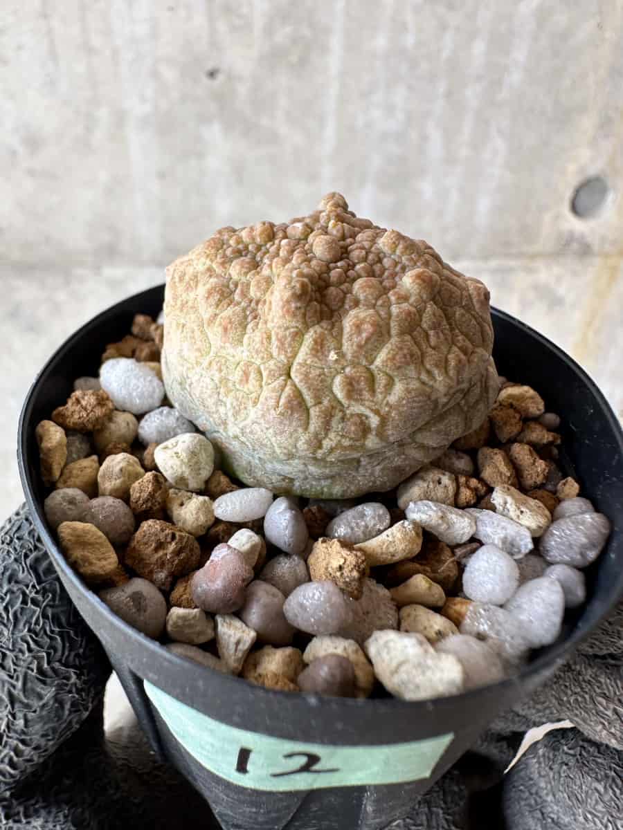 【現品限り】プセウドリトス・クビフォルメ【F12】 Pseudolithos cubiforme