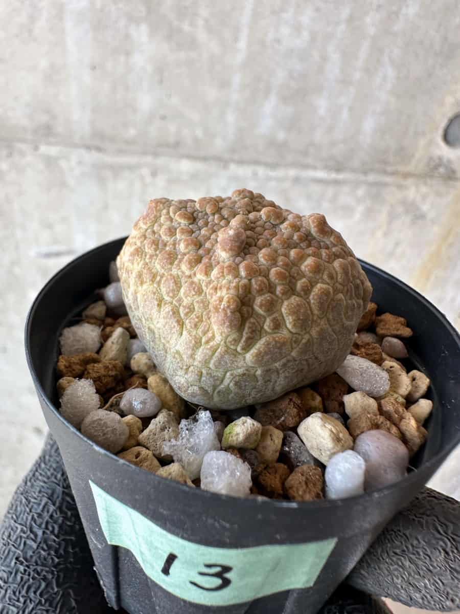 【現品限り】プセウドリトス・クビフォルメ【F13】 Pseudolithos cubiforme