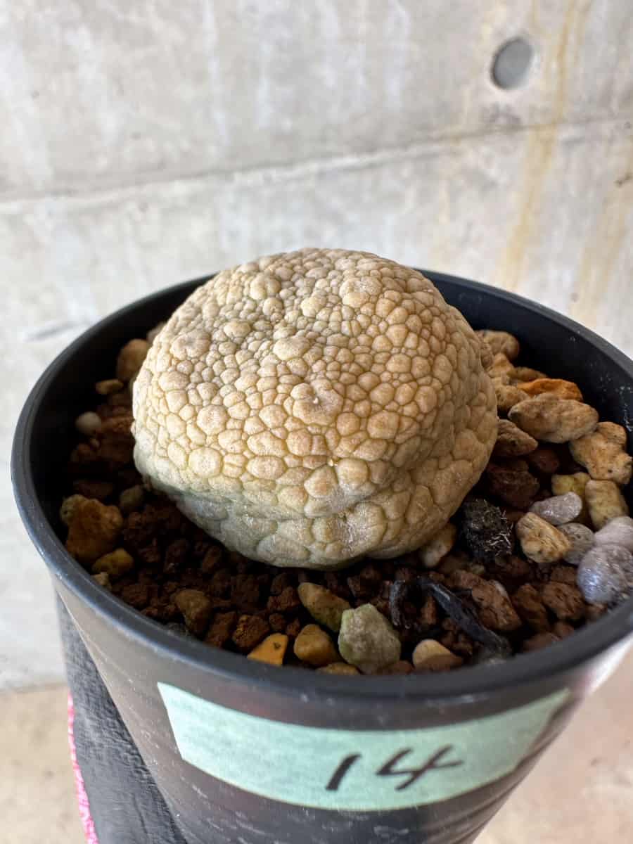 【現品限り】プセウドリトス・ミギウルティヌス【F14】 Pseudolithos migiurtinus