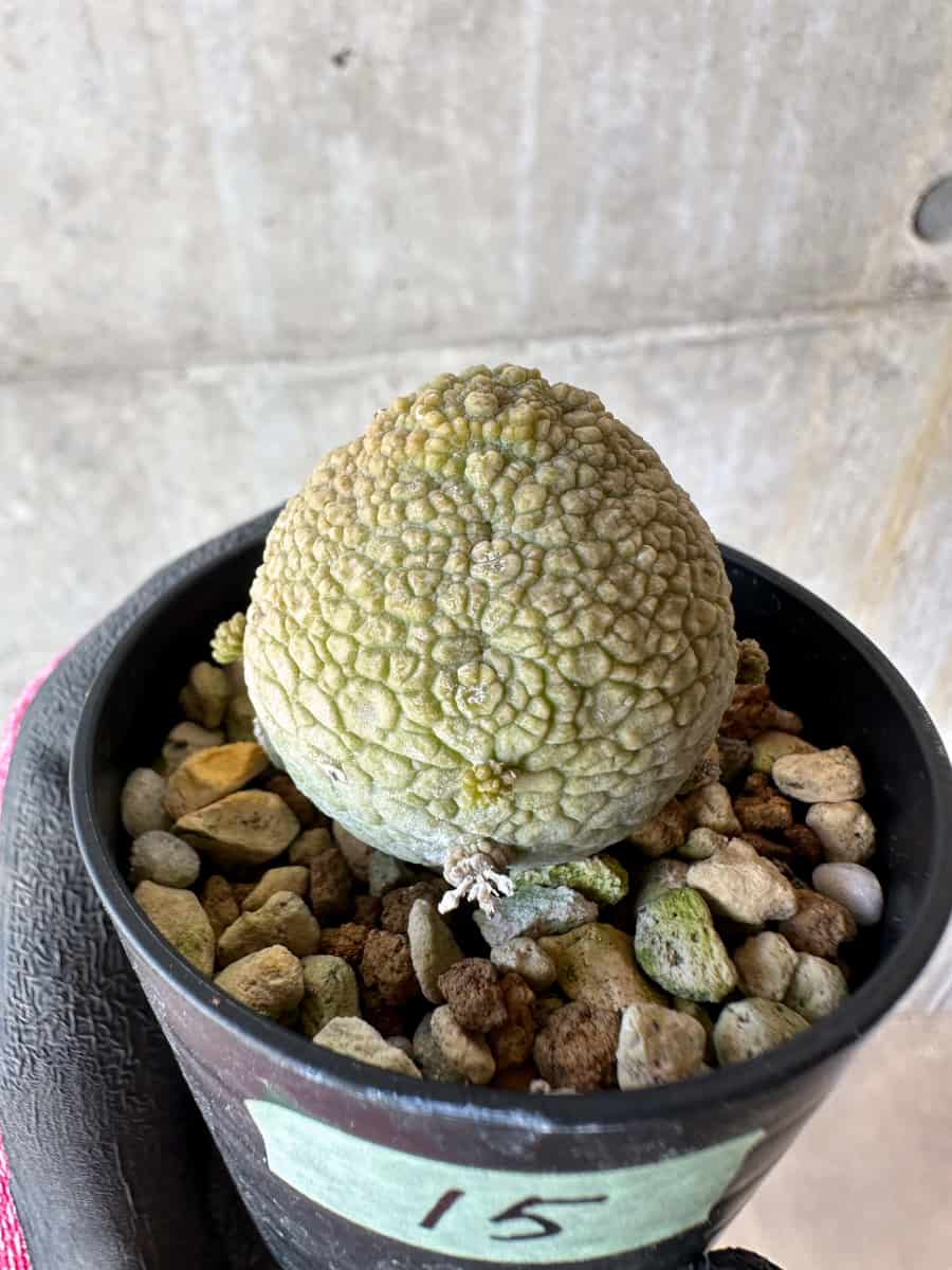 【現品限り】プセウドリトス・ミギウルティヌス【F15】 Pseudolithos migiurtinus