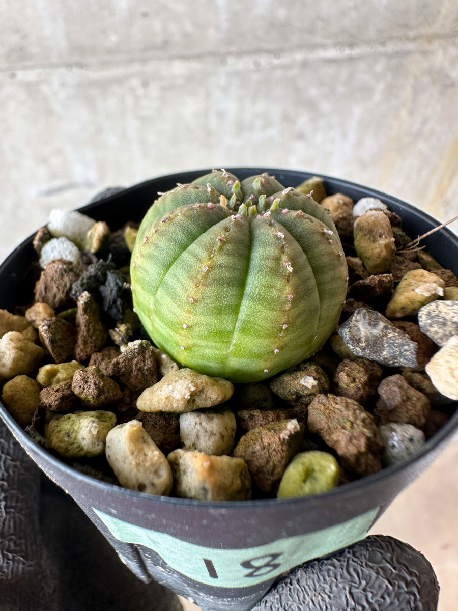 【現品限り】ユーフォルビア・オベサ【F18】 Euphorbia obesa