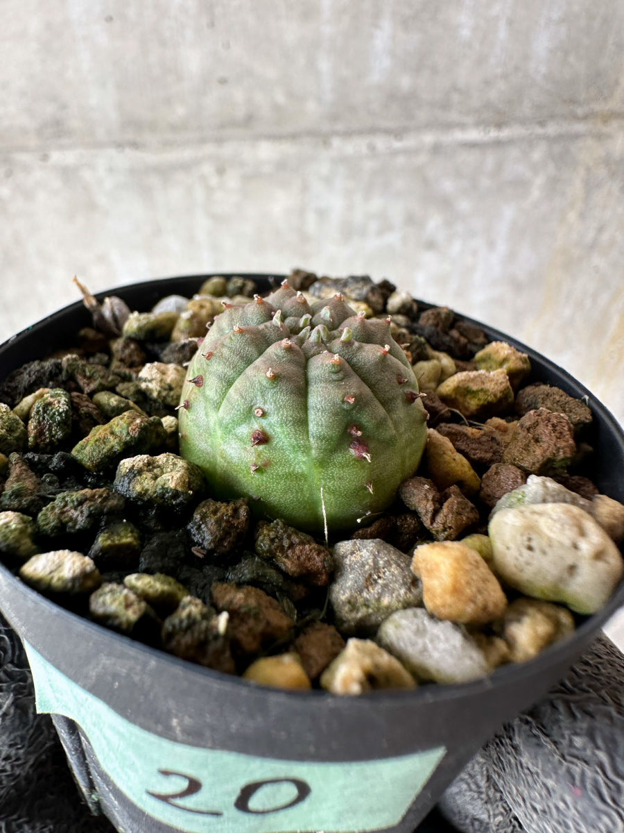 【現品限り】ユーフォルビア・オベサ【F20】 Euphorbia obesa