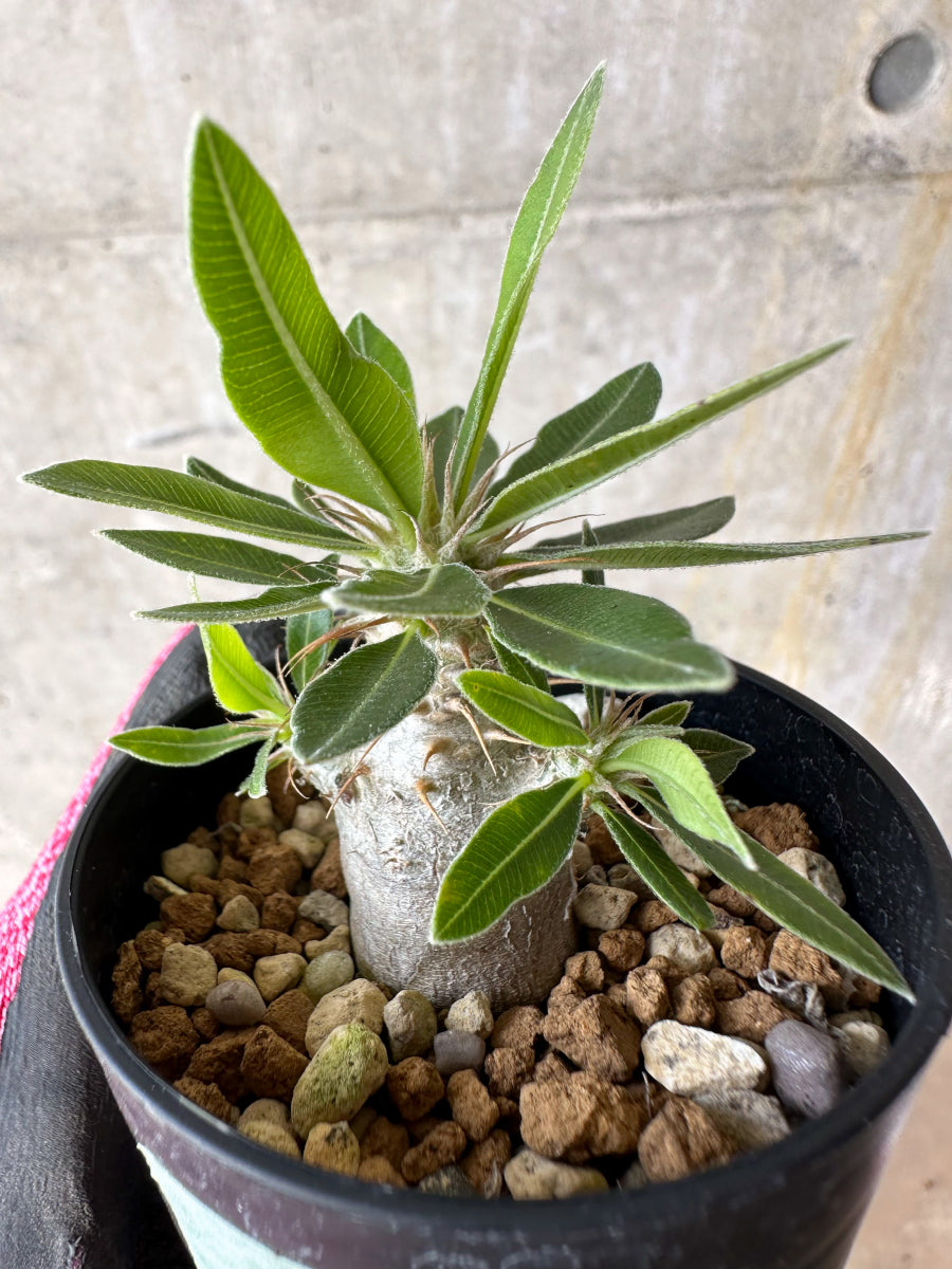【現品限り】パキポディウム・マカイエンセ【F2】 Pachypodium makayense