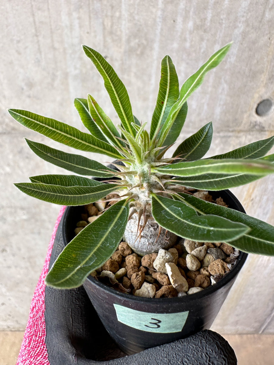 【現品限り】パキポディウム・マカイエンセ【F3】 Pachypodium makayense