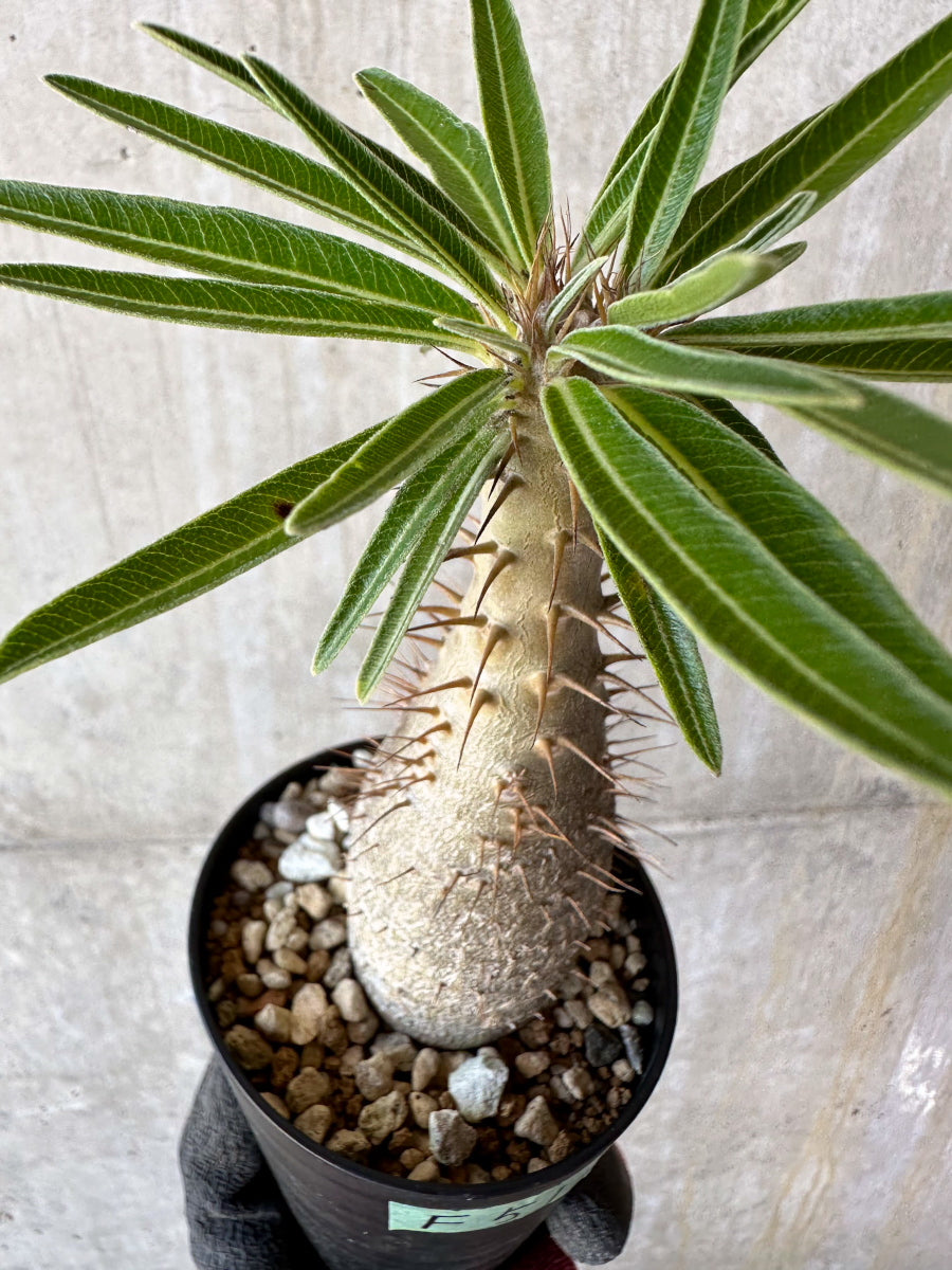 【現品限り】パキポディウム・グラキリス【F51】 Pachypodium gracilius