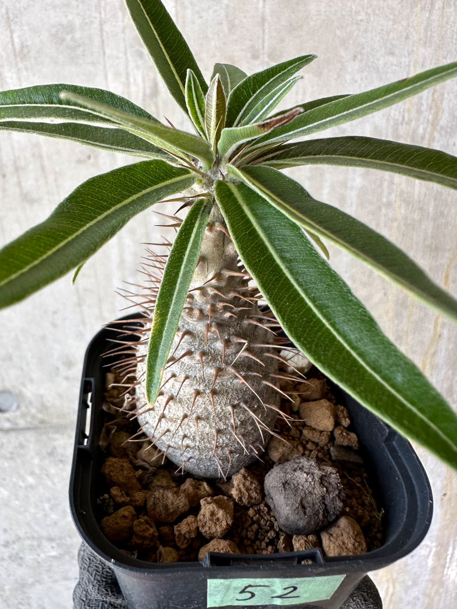 【現品限り】パキポディウム・グラキリス【F52】 Pachypodium gracilius