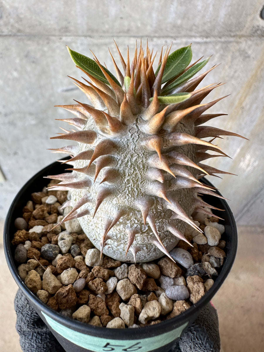 【現品限り】パキポディウム・恵比寿笑い 白花【F56】 Pachypodium brevicaule leucoxanthum