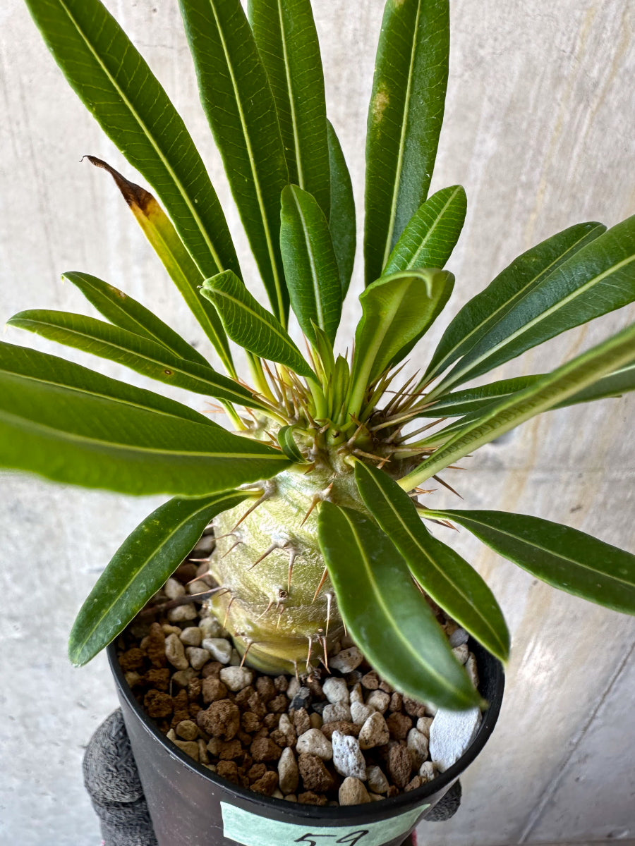 【現品限り】パキポディウム・フィヘレネンセ【F59】 Pachypodium lamerei v fiherense