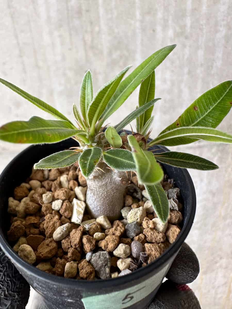 【現品限り】パキポディウム・マカイエンセ【F5】 Pachypodium makayense